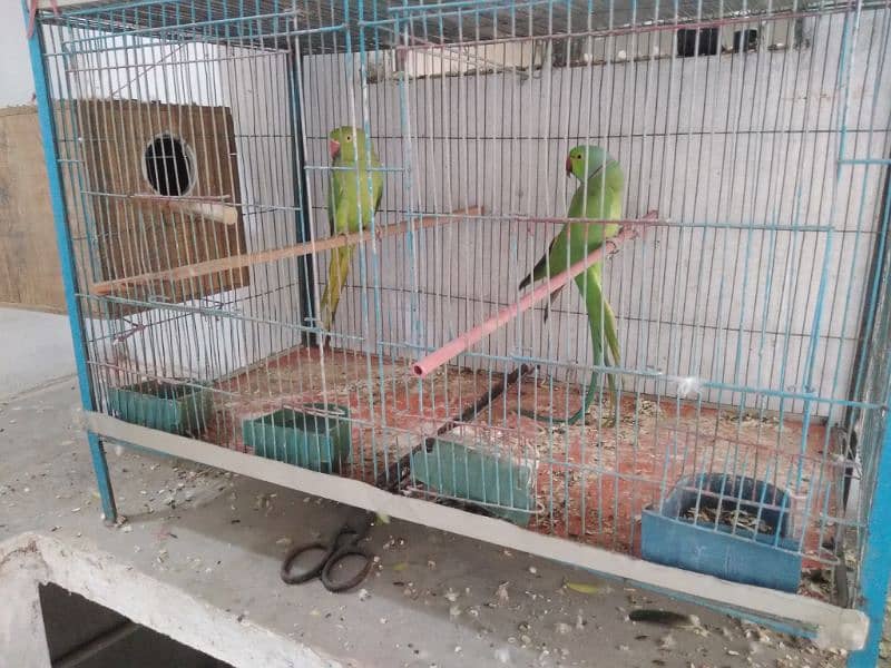 Ringneck breeder Pair Setup urgent Sale need Cash 2