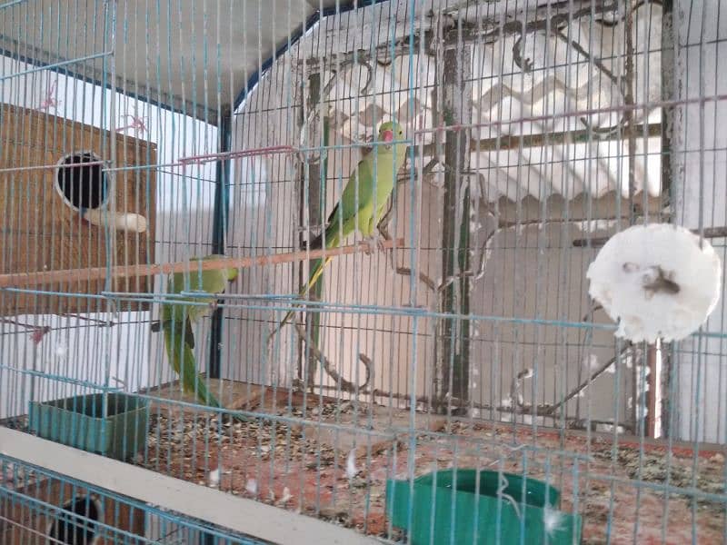 Ringneck breeder Pair Setup urgent Sale need Cash 3