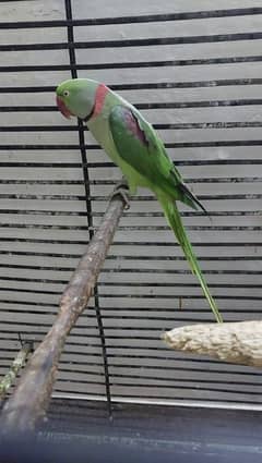 raw breeder pair parrot for sale with cage and box