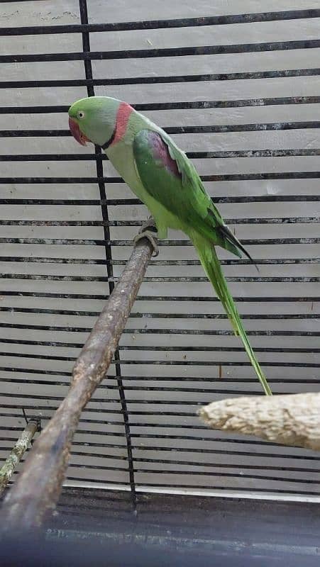 raw breeder pair parrot for sale with cage and box 0