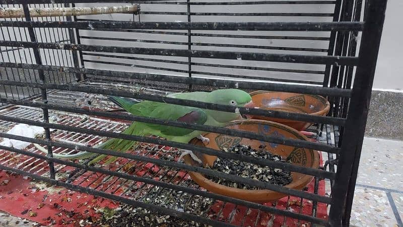 raw breeder pair parrot for sale with cage and box 1