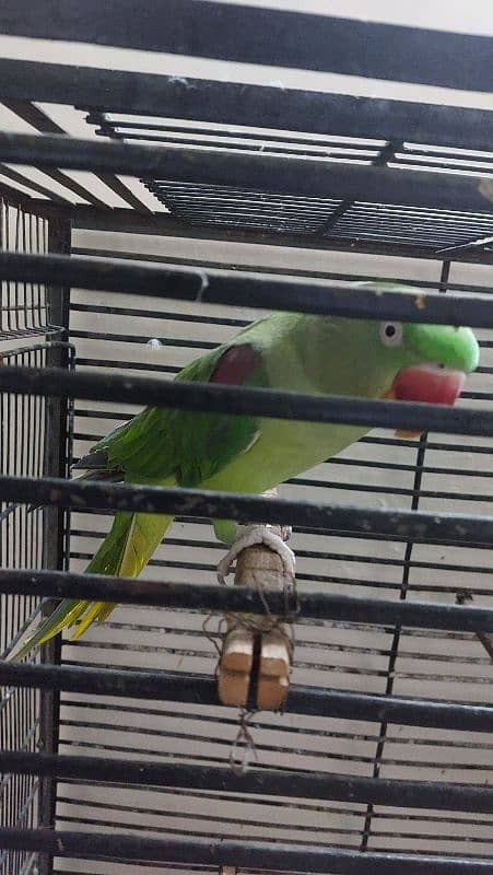 raw breeder pair parrot for sale with cage and box 2