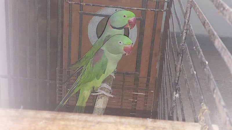 raw breeder pair parrot for sale with cage and box 3