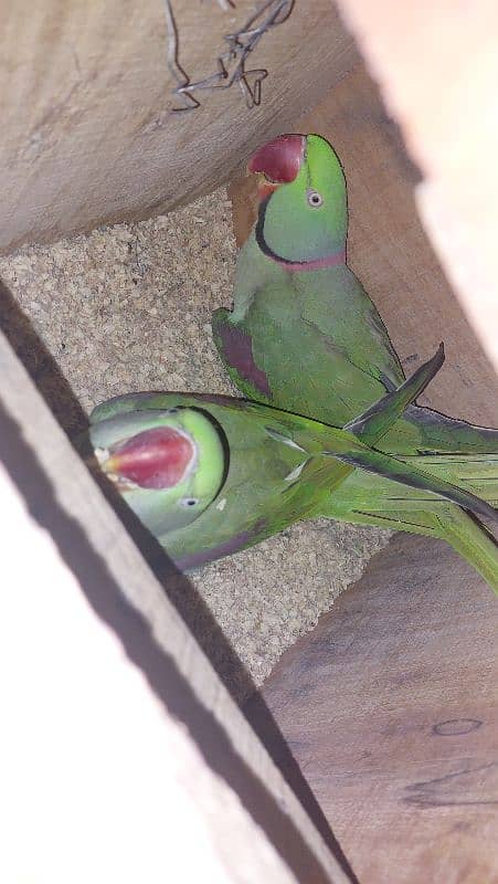 raw breeder pair parrot for sale with cage and box 4