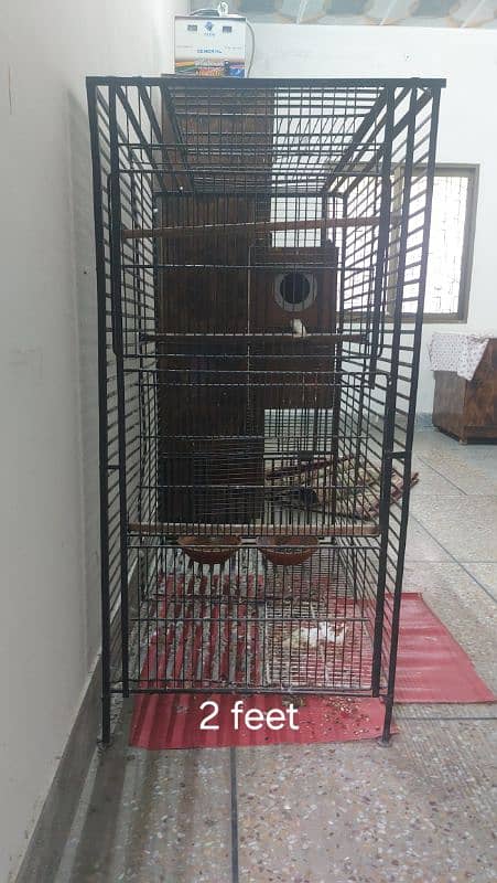 raw breeder pair parrot for sale with cage and box 5