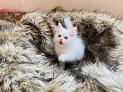 parsian kitten available he contact me WhatsApp 03439277208