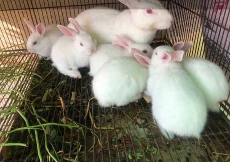 white red eyes rabbit babys 5 pice 0