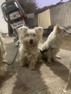 3 Coton de tulear females