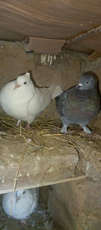 Pigeon Pairs for sale 0