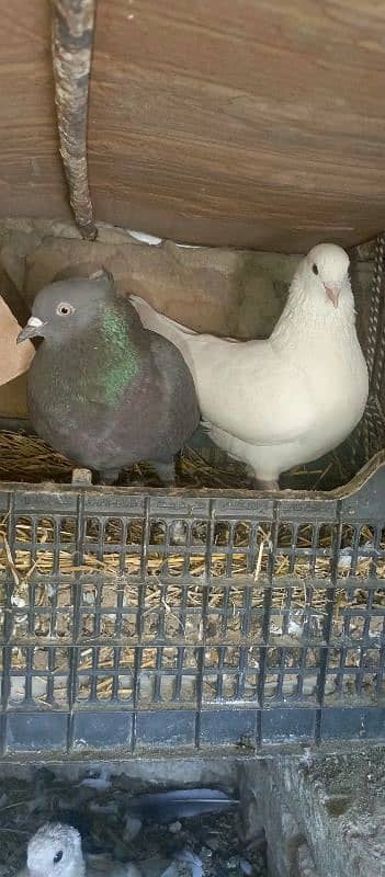 Pigeon Pairs for sale 1