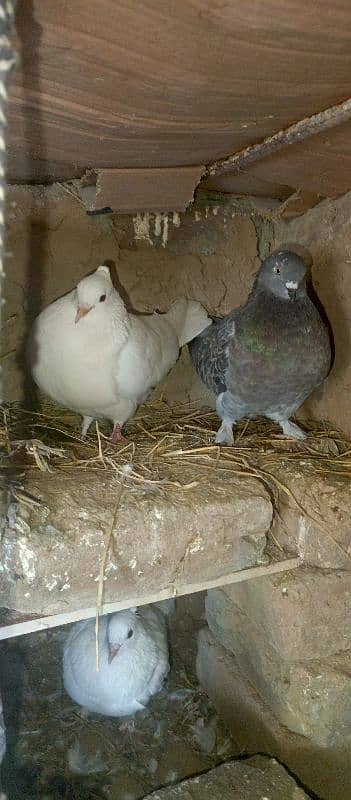 Pigeon Pairs for sale 2