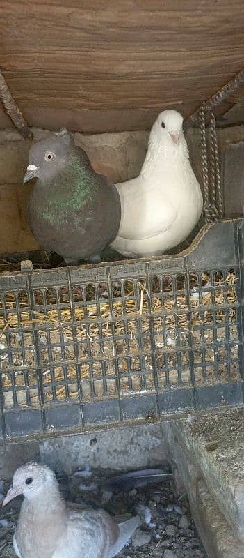 Pigeon Pairs for sale 3