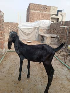 Bakra