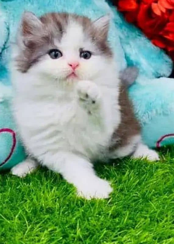 Cash on delivery, Persian kittens available 2