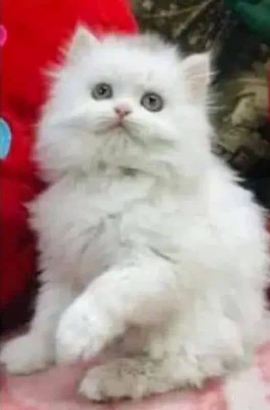 Cash on delivery, Persian kittens available 3