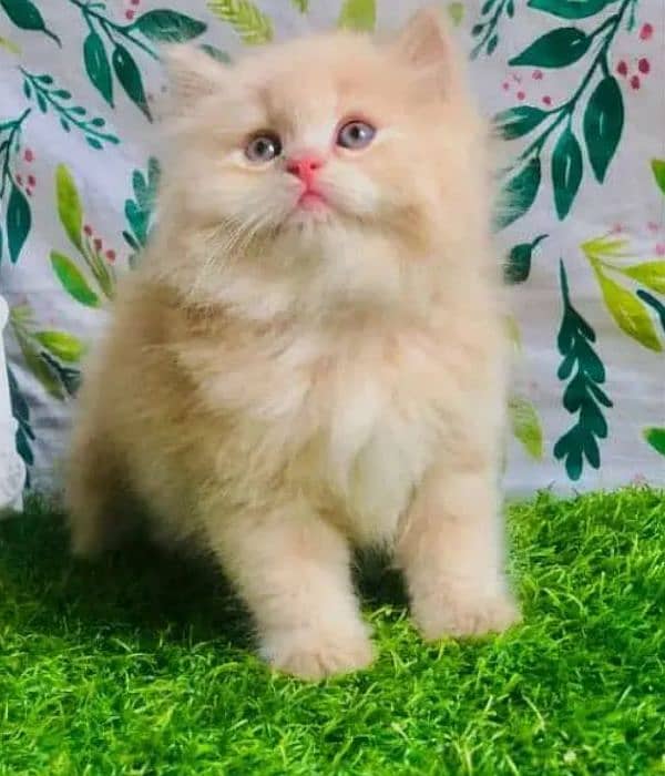 Cash on delivery, Persian kittens available 4