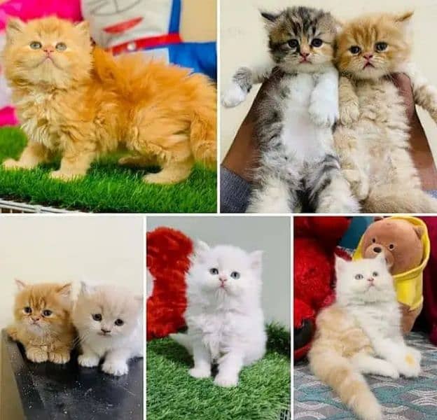 Cash on delivery, Persian kittens available 5