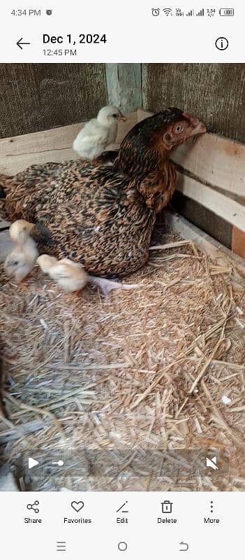 for sale 1 hen & 5 bachy 0