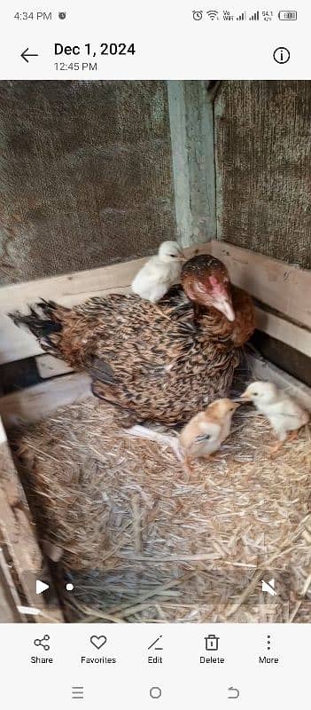 for sale 1 hen & 5 bachy 1