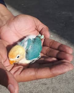 love bird chick for hand tame