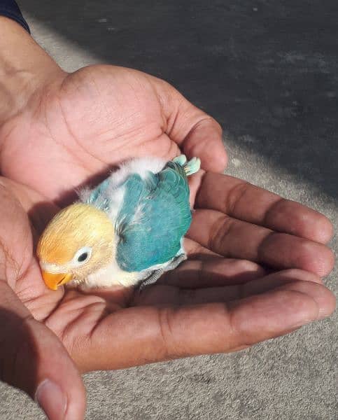 love bird chick for hand tame 1