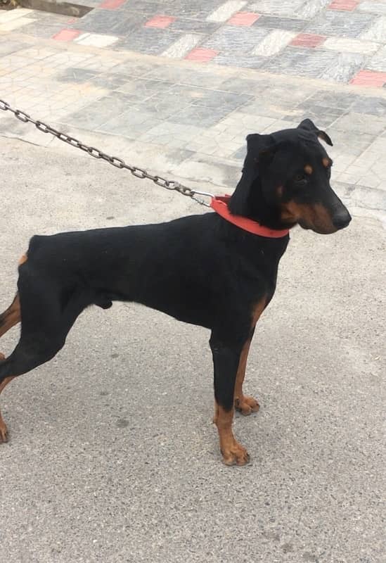 Big size doberman Male 0