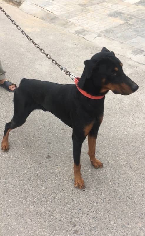 Big size doberman Male 1