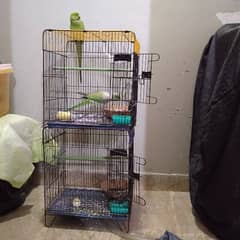 Green talking ringneck breeder pair with 2 portion cage