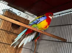 rosella