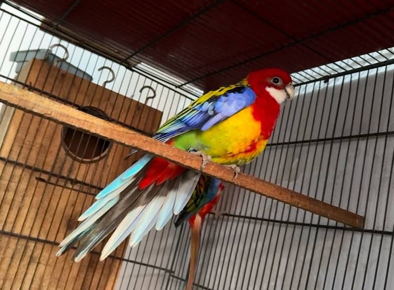 rosella breeder pair 0