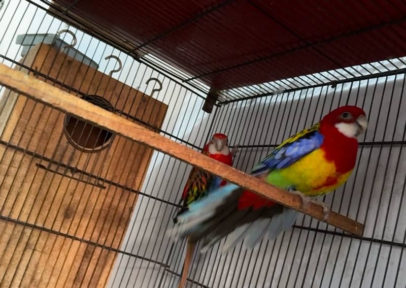 rosella breeder pair 1