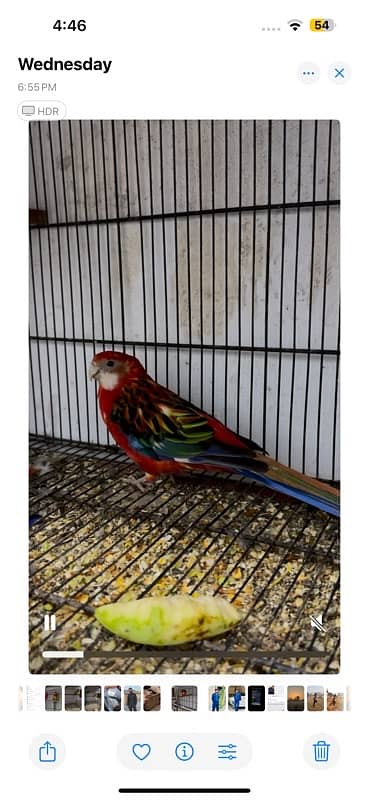 rosella breeder pair 2