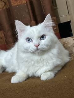 persian kittne for sale 8 months