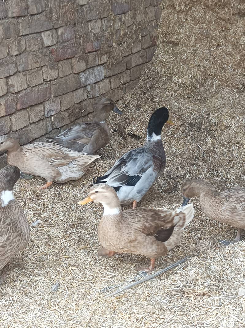 Duck for sale 3