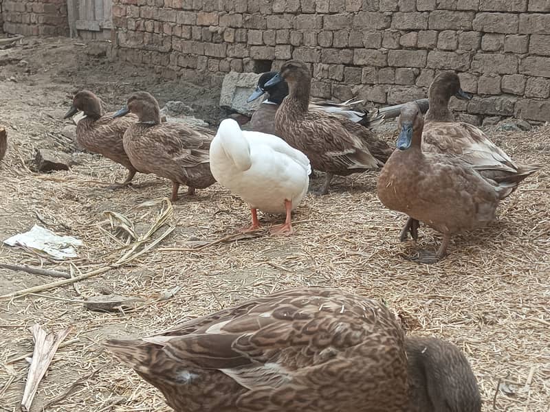 Duck for sale 4