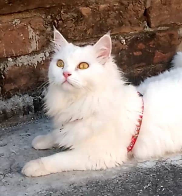 Persian female cate 0