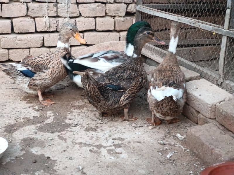 Desi Ducks Pair 0