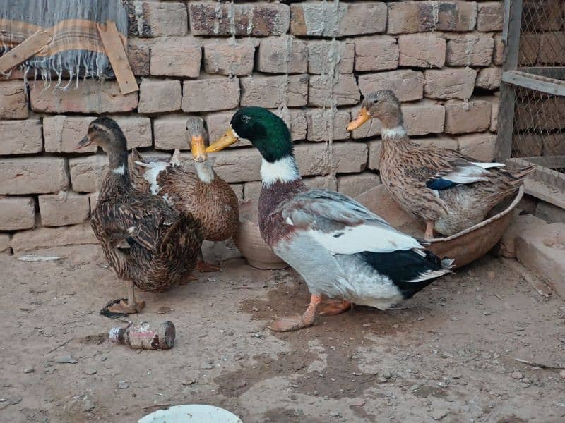 Desi Ducks Pair 1