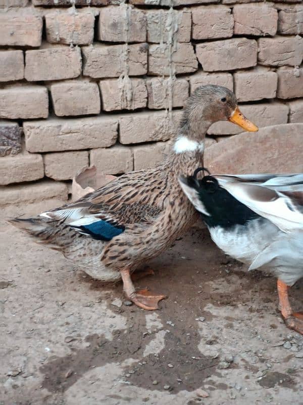 Desi Ducks Pair 3