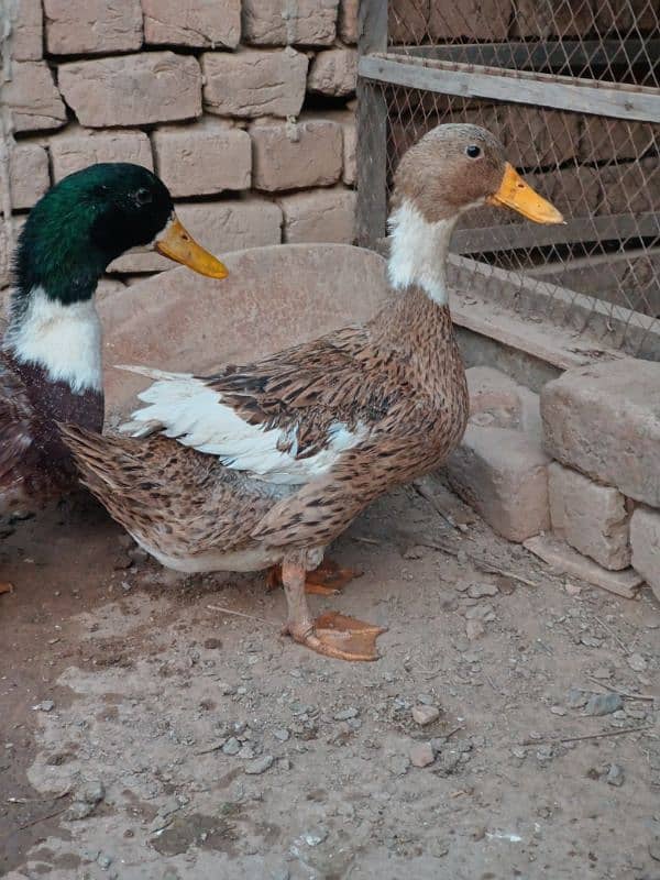 Desi Ducks Pair 4