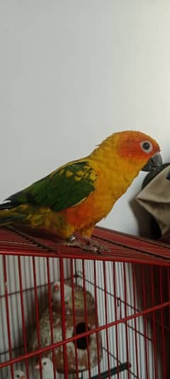 sun conure high red factor hame tame ring bird