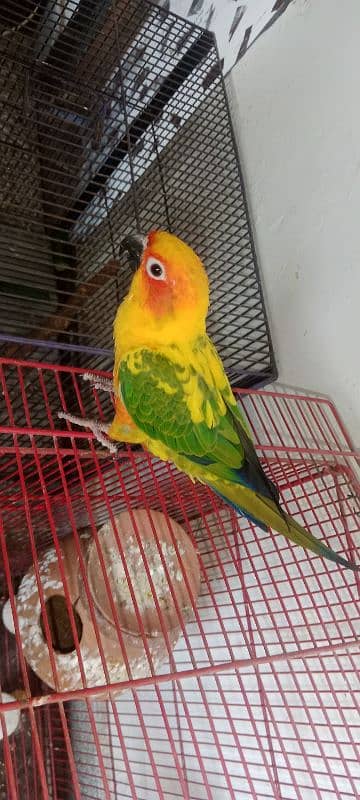 sun conure high red factor hame tame ring bird 1