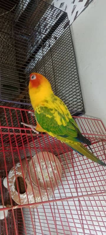 sun conure high red factor hame tame ring bird 2