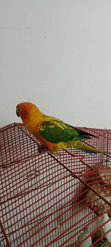 sun conure high red factor hame tame ring bird 3