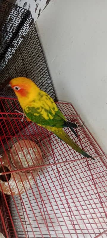 sun conure high red factor hame tame ring bird 4