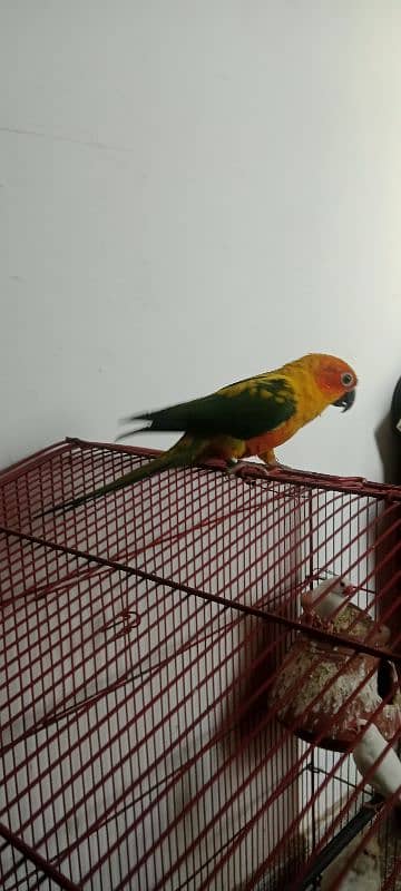 sun conure high red factor hame tame ring bird 5