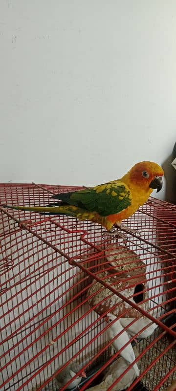 sun conure high red factor hame tame ring bird 7