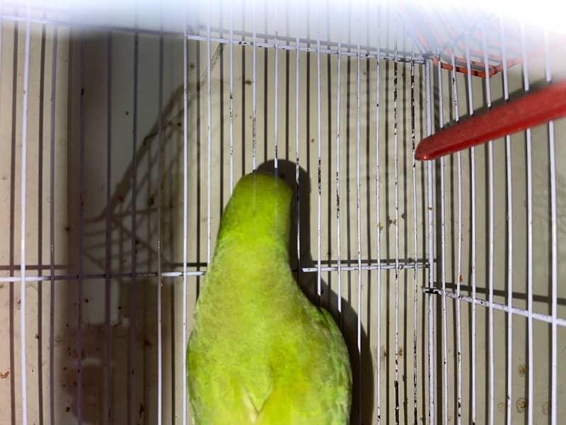 green parrot 0