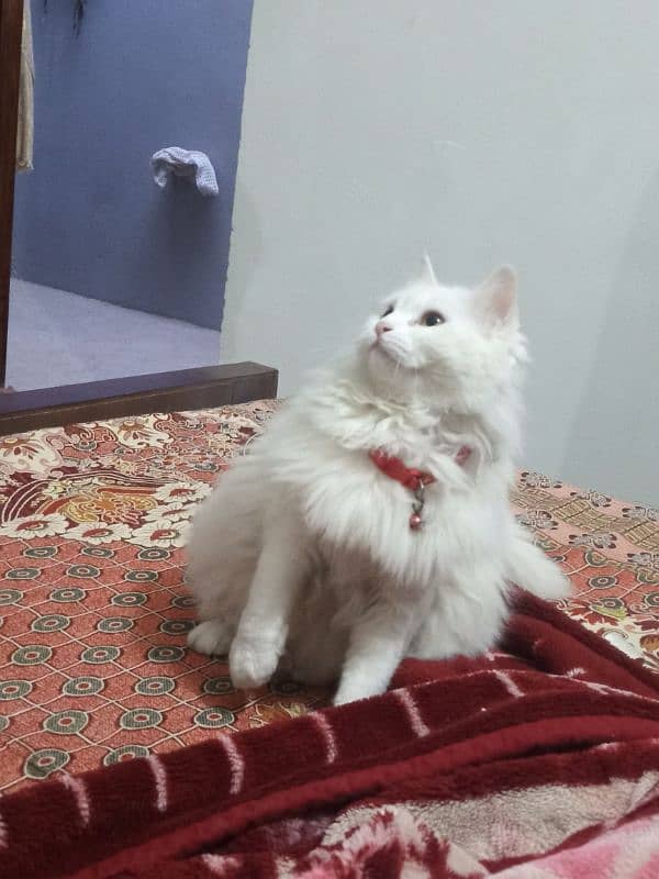 Persian female cate 1