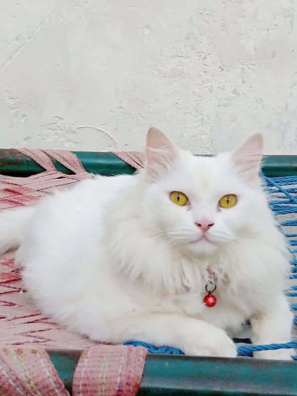 Persian female cate 2